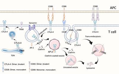 Cancer immunotherapies: advances and bottlenecks